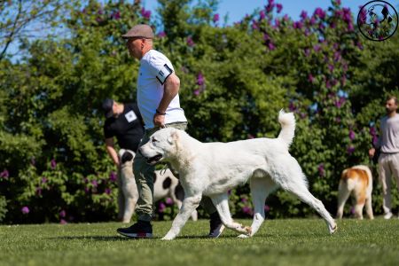 11. 	Pes	Mladých	ASHKABATCHINGIZ	Stredoeurópsky Víťaz Mladých, V1, CAJC, Junior BOB