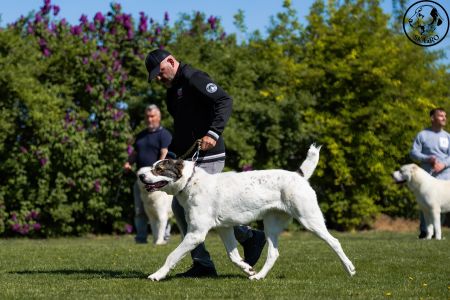 12. 	Pes	Mladých	ASLAN RYE ISLAND	V