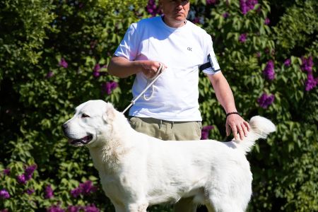 11. 	Pes	Mladých	ASHKABATCHINGIZ	Stredoeurópsky Víťaz Mladých, V1, CAJC, Junior BOB