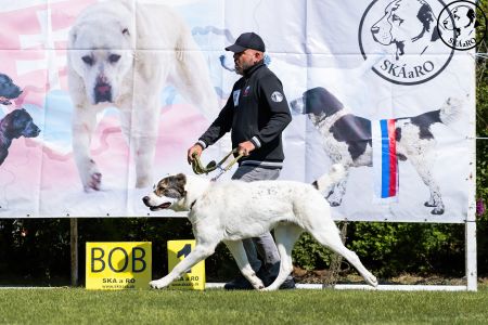 12. 	Pes	Mladých	ASLAN RYE ISLAND	V