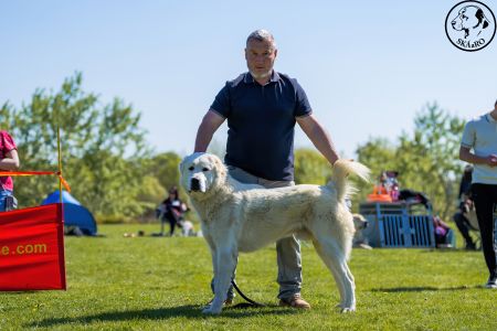 16. 	Pes	Mladých	RENESMEE TENERIS IRKHAN	V2