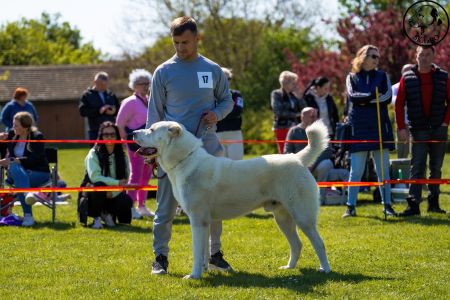 17. 	Pes	Mladých	SABYA	V