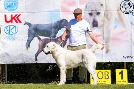 11. 	Pes	Mladých	ASHKABATCHINGIZ	Stredoeurópsky Víťaz Mladých, V1, CAJC, Junior BOB