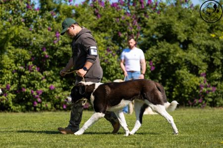 10. 	Pes	Mladých	ARCHIBALD GUARDIANS OF KAHU	D