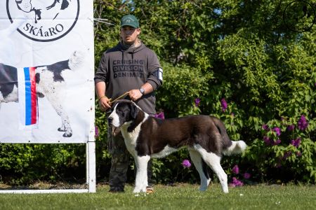 10. 	Pes	Mladých	ARCHIBALD GUARDIANS OF KAHU	D