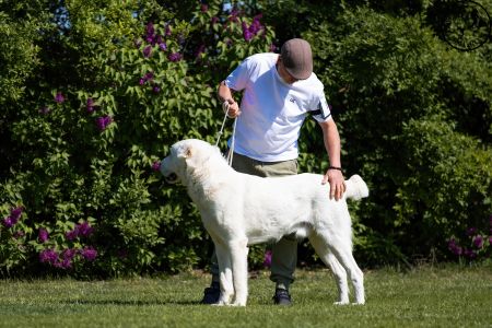 11. 	Pes	Mladých	ASHKABATCHINGIZ	Stredoeurópsky Víťaz Mladých, V1, CAJC, Junior BOB