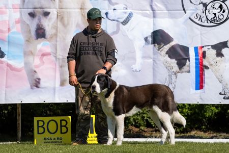 10. 	Pes	Mladých	ARCHIBALD GUARDIANS OF KAHU	D
