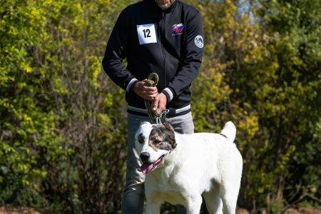 12. 	Pes	Mladých	ASLAN RYE ISLAND	V