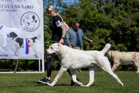 24. 	Pes	Otvorená	GAZIZ CHORASAN	V1, CAC