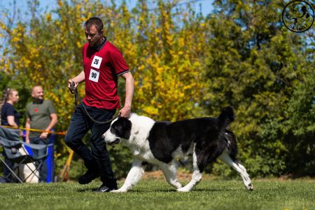 26. 	Pes	Otvorená	LOKI-BURI-AL-BASAR	V2, Res.CAC