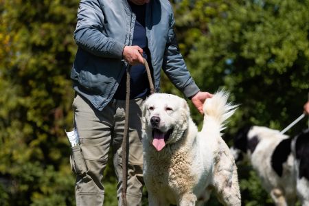 27. 	Pes	Otvorená	MIA CAOKO MIA SLON	V