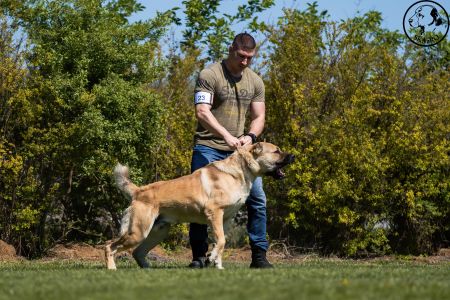 23. 	Pes	Otvorená	FARAON BALI-BEJ	V4