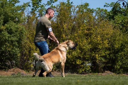 23. 	Pes	Otvorená	FARAON BALI-BEJ	V4