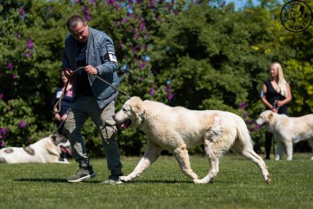 27. 	Pes	Otvorená	MIA CAOKO MIA SLON	V