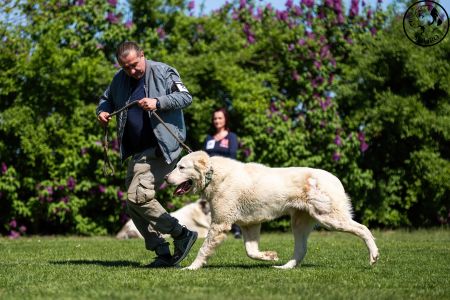 27. 	Pes	Otvorená	MIA CAOKO MIA SLON	V