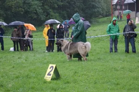 DIAMANT Daur Don - trieda mladých - V1, CAJC, KV mladých