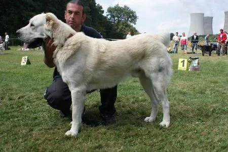 Palat Borojo (Targus)