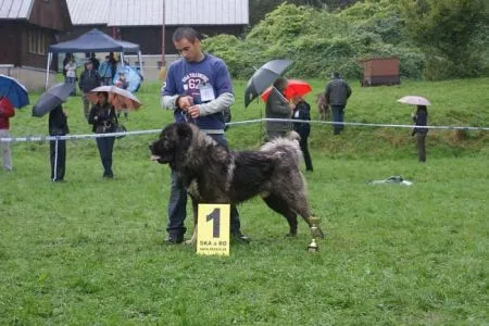 PSY – trieda šampiónov - JUS Elbrus Chán V1, CAC, KV