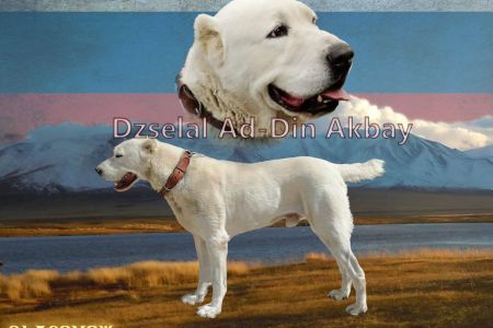 DZSELAL AD-DIN AKBAY